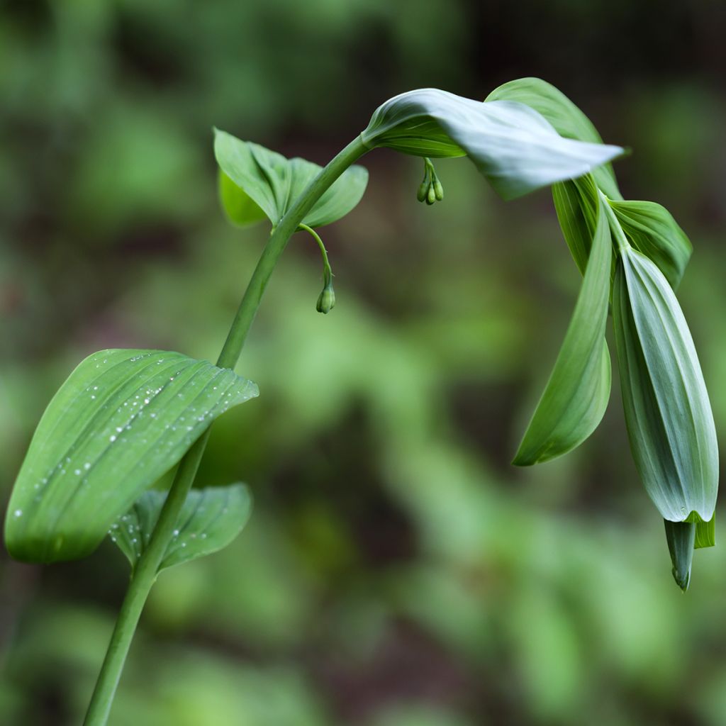 Polygonatum commutatum - Großes Salomonssiegel