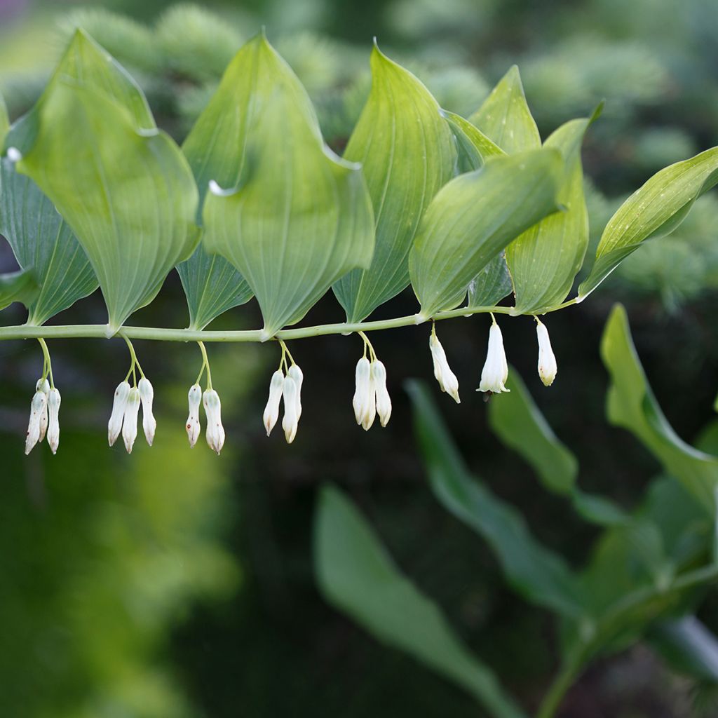 Polygonatum commutatum - Großes Salomonssiegel