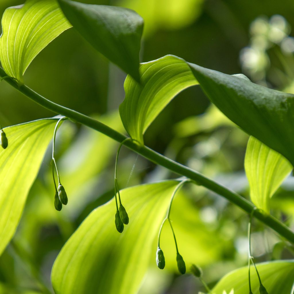 Polygonatum commutatum - Großes Salomonssiegel