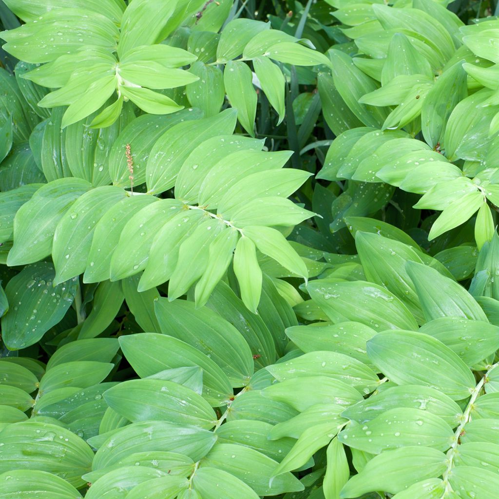 Polygonatum commutatum - Großes Salomonssiegel