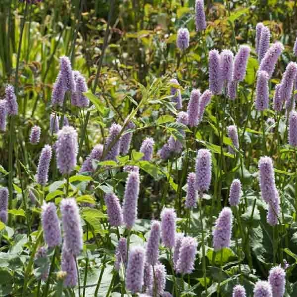 Schlangenwurz Superba - Persicaria officinalis