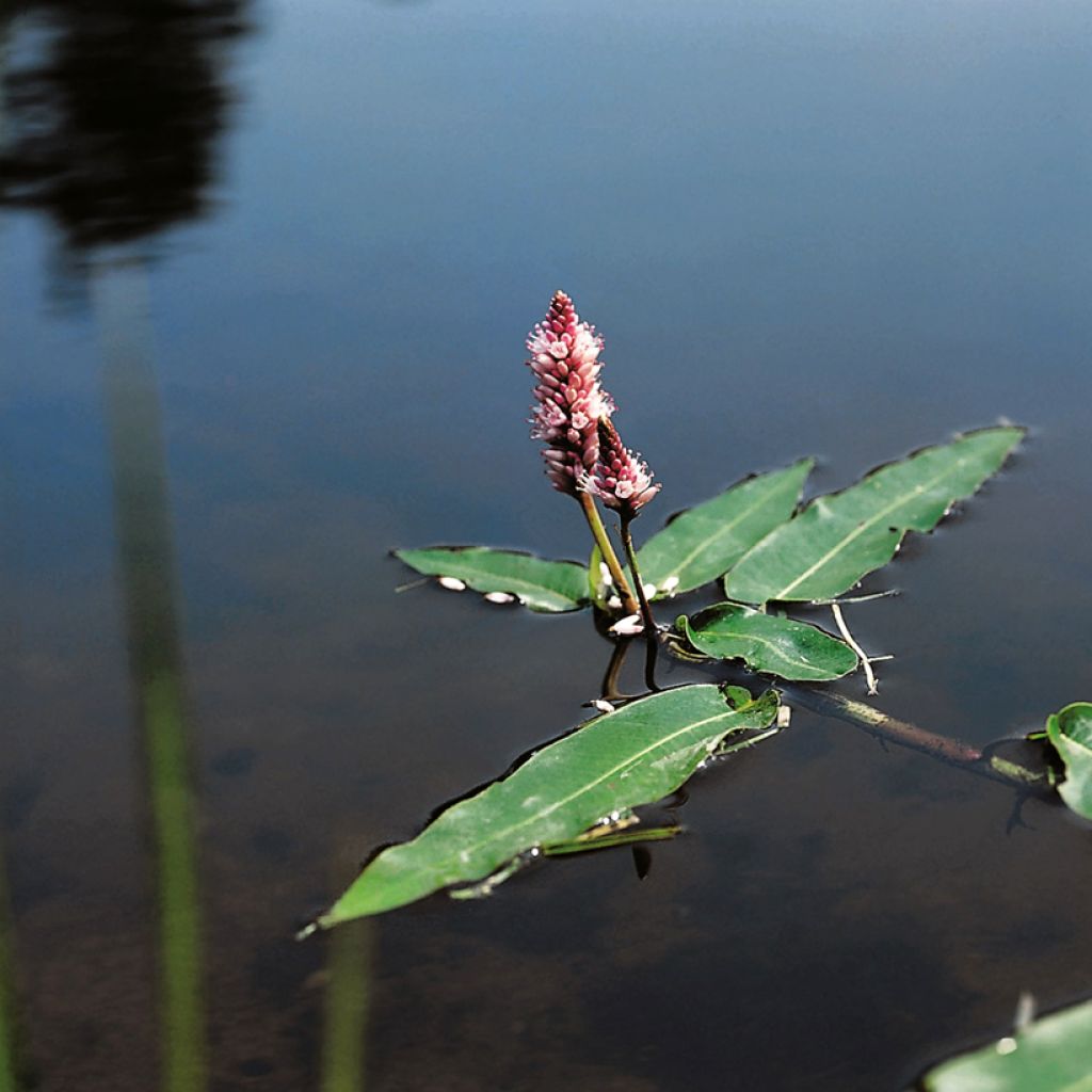 Wasser-Knöterich - Persicaria amphibia