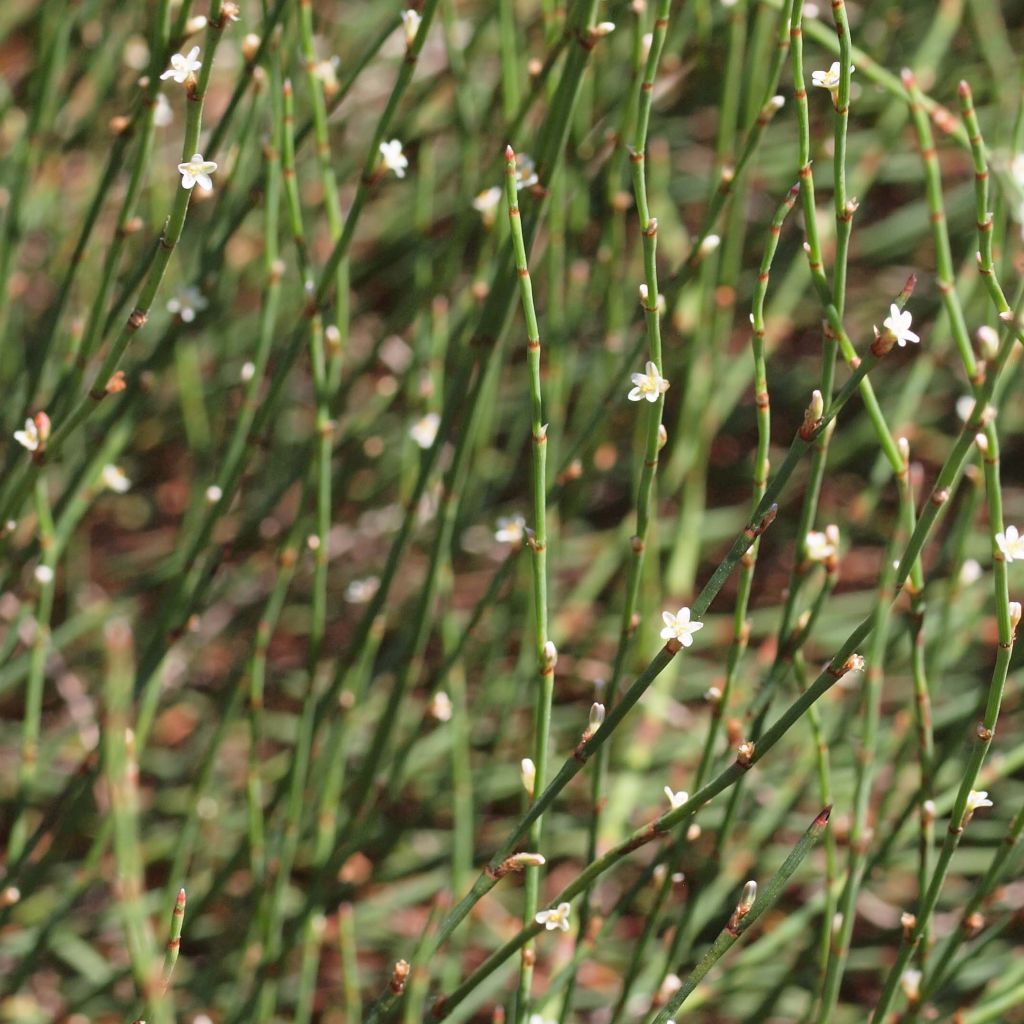 Polygonum scoparium - Knöteriche