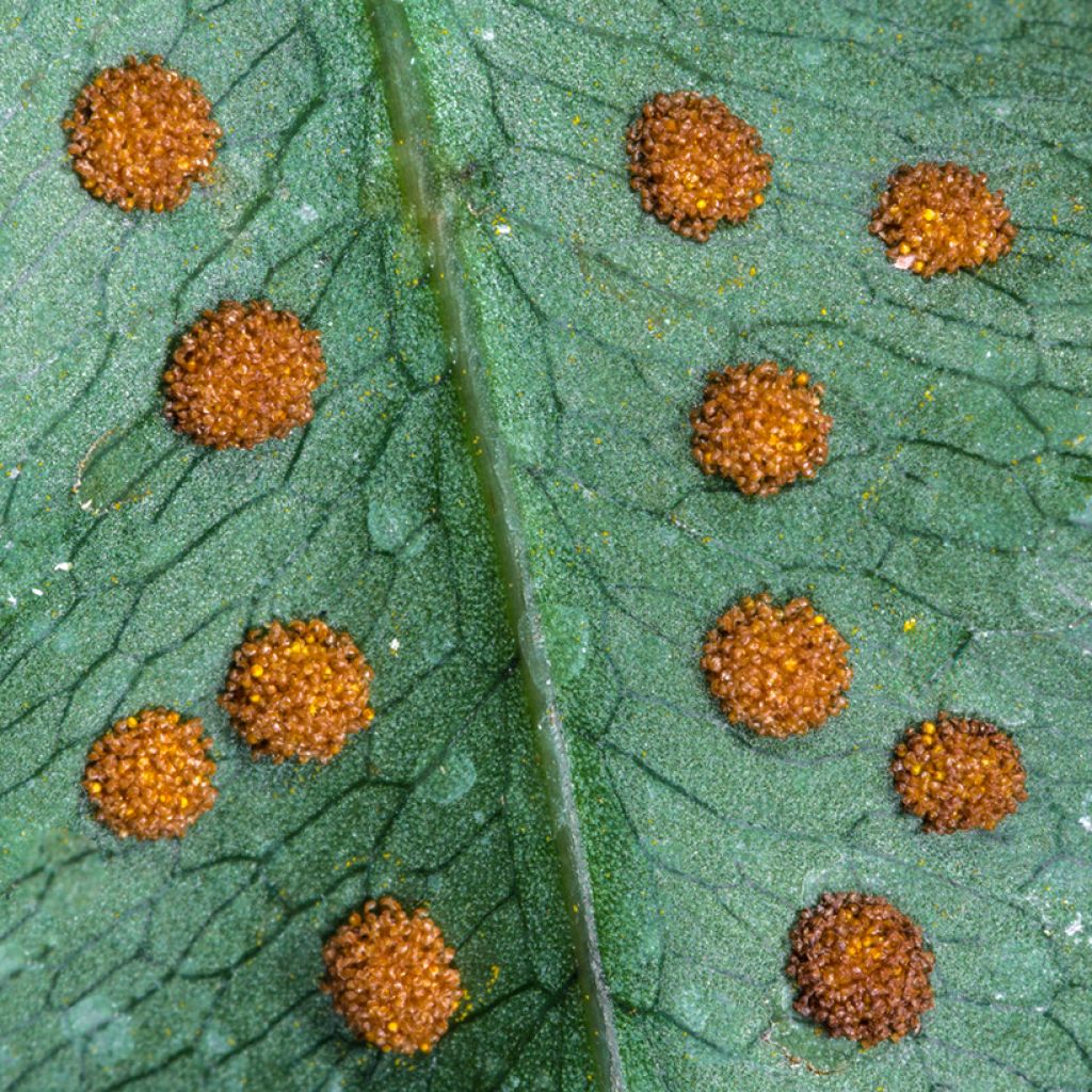 Polypodium ou Phlebodium pseudoaureum - Fougère bleue de Virginie