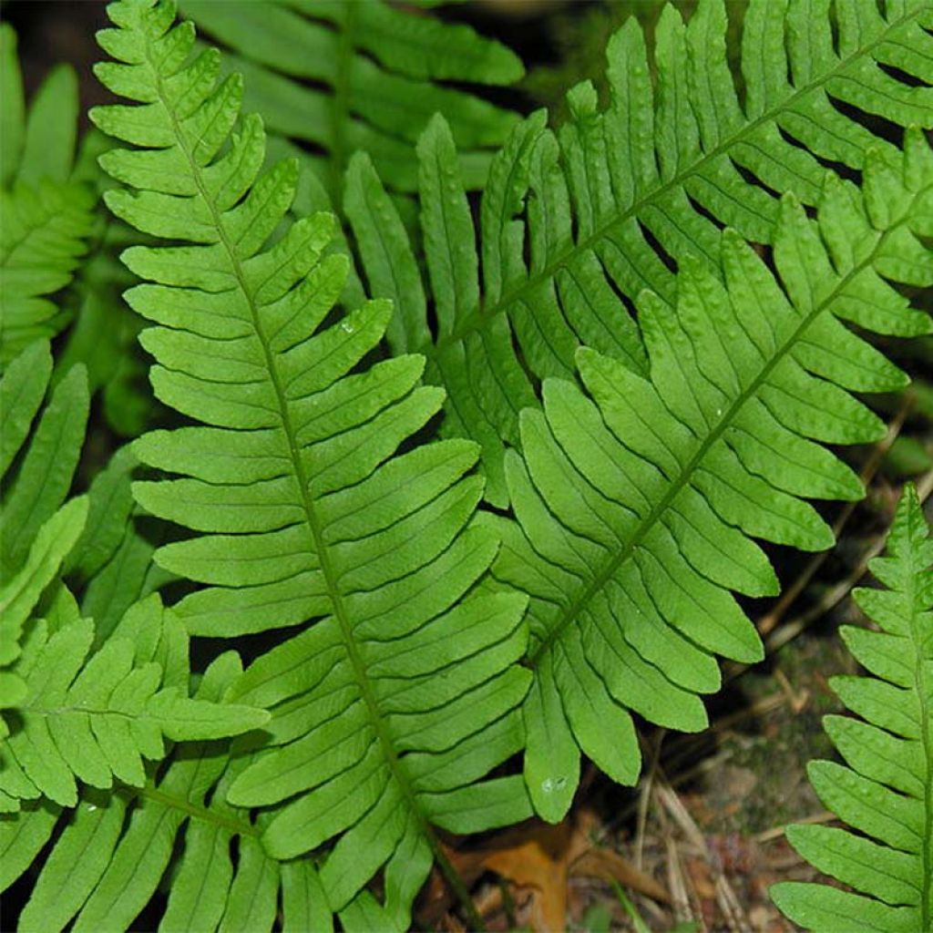 Polypodium vulgare - Tüpfelfarn