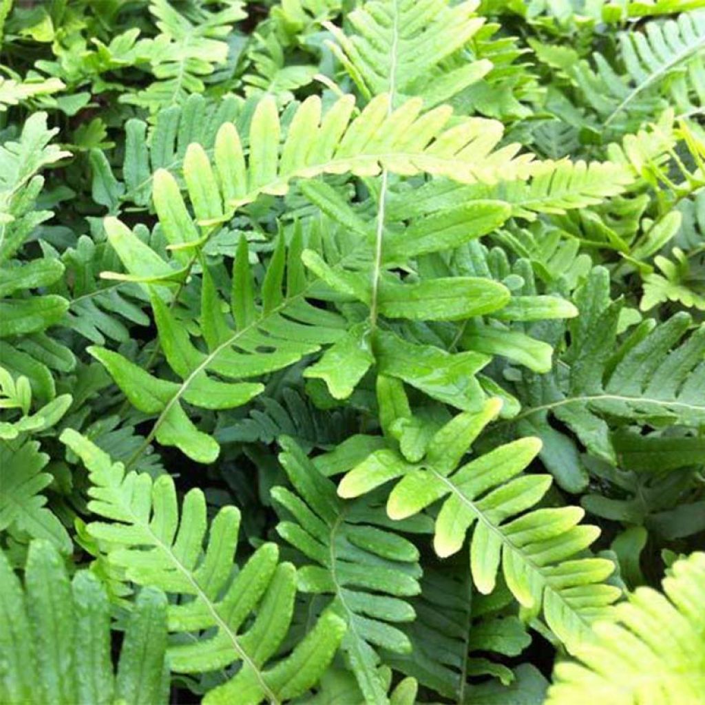 Polypodium vulgare Bifido Multifidum - Tüpfelfarn