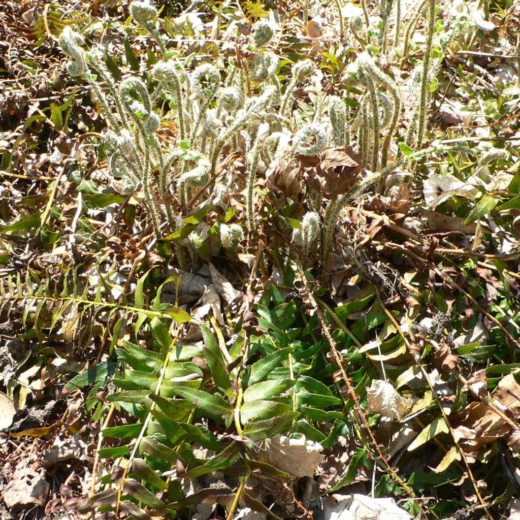 Fougère de Noël, Polystichum acrostichoides