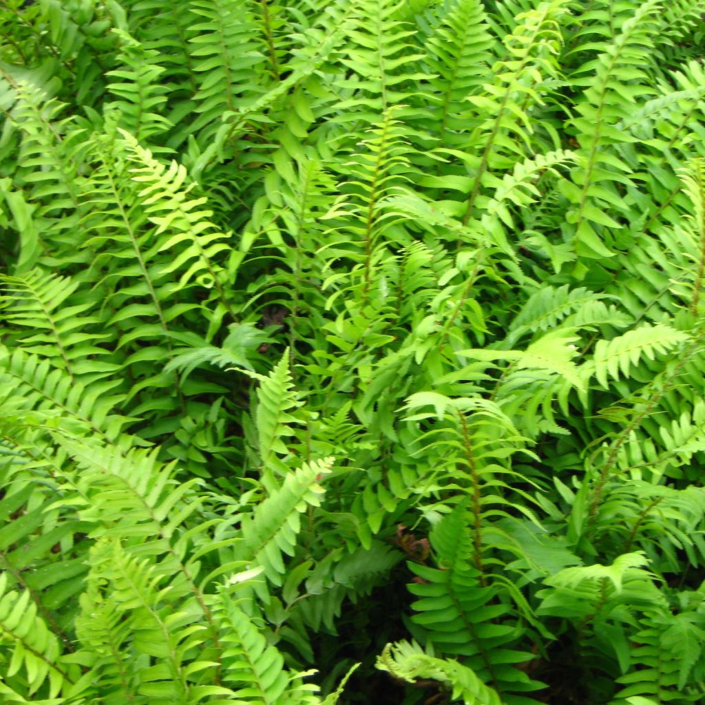 Westamerikanischer Schwertfarn - Polystichum munitum