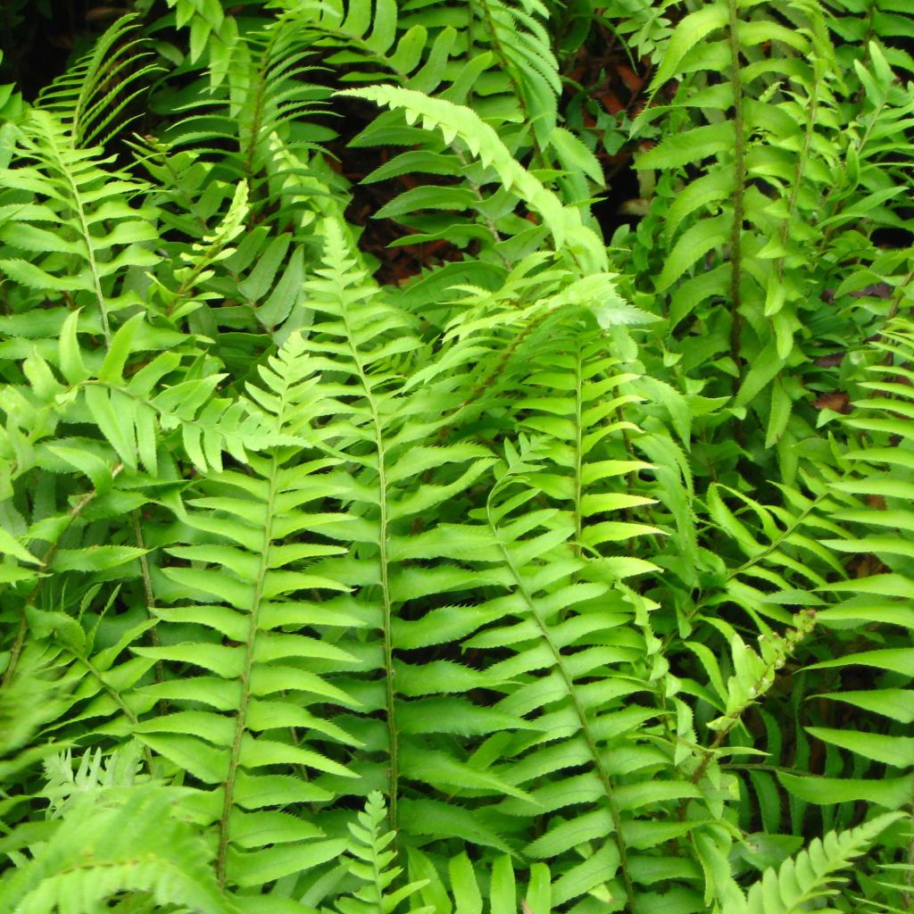 Westamerikanischer Schwertfarn - Polystichum munitum