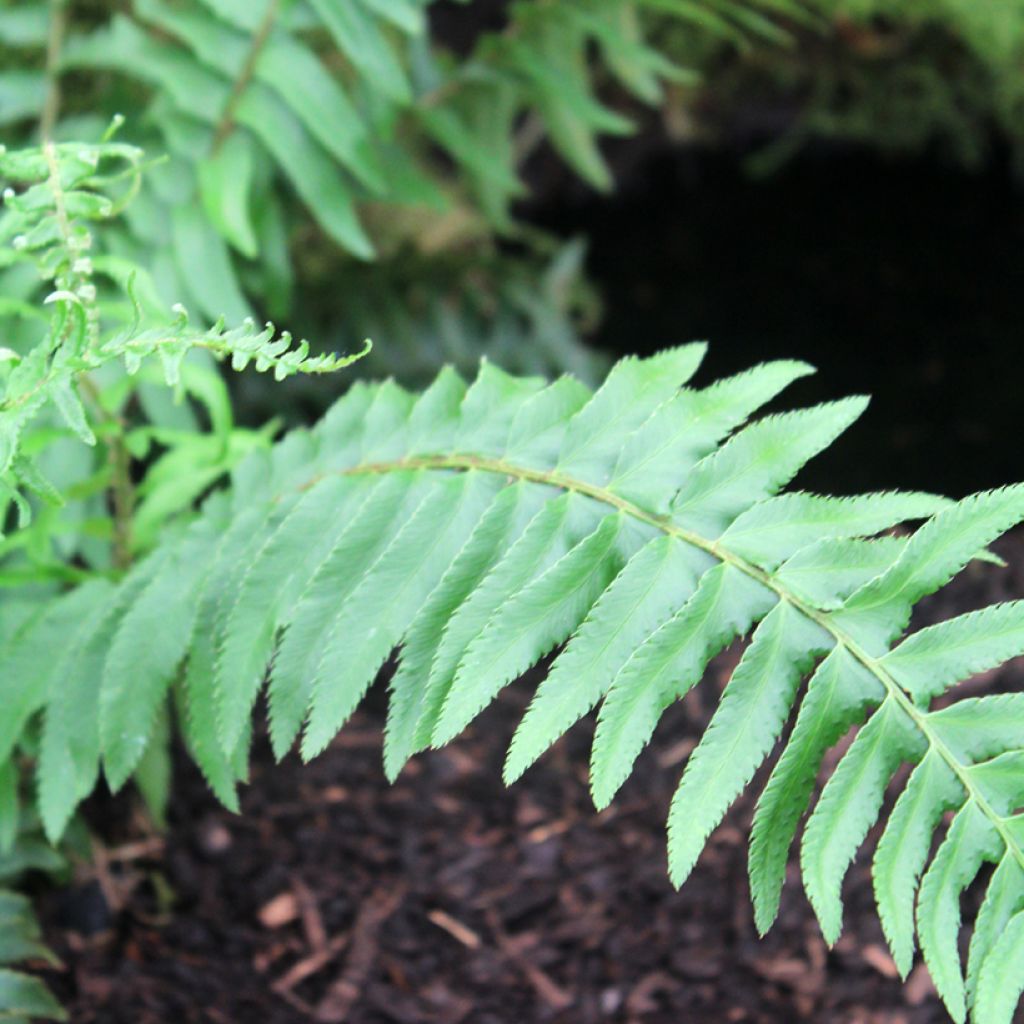 Westamerikanischer Schwertfarn - Polystichum munitum