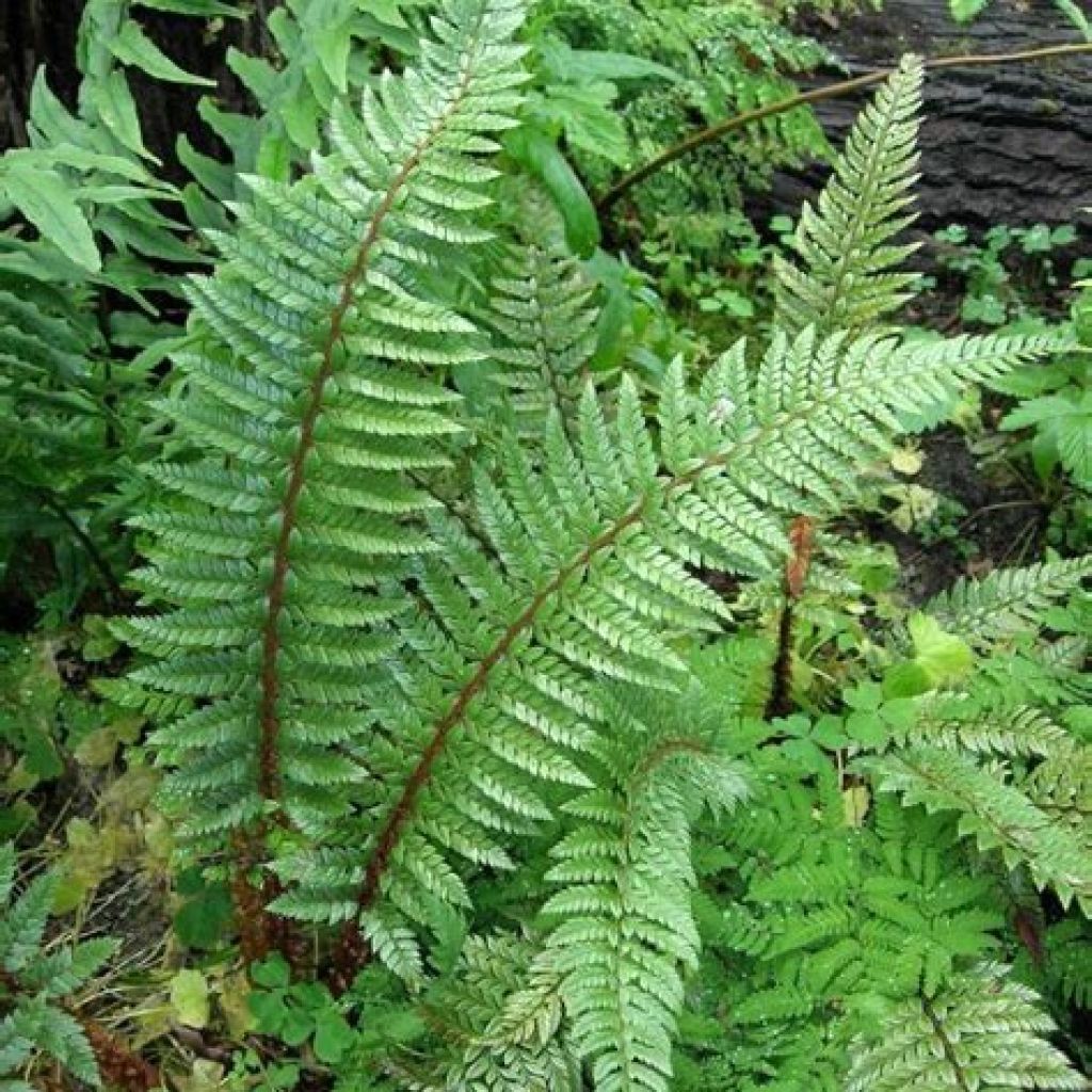 Schildfarn - Polystichum neolobatum