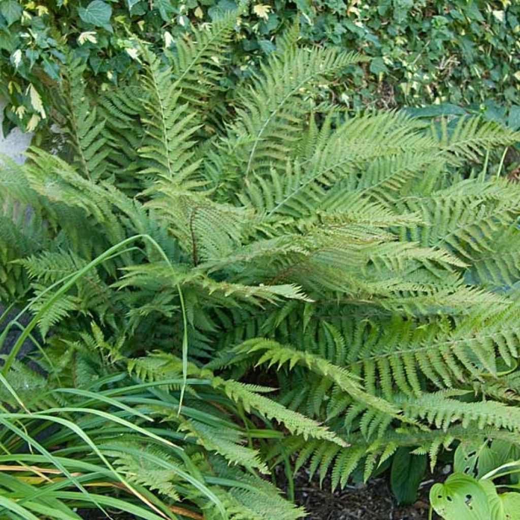 Japanischer Glanzschildfarn - Polystichum polyblepharum