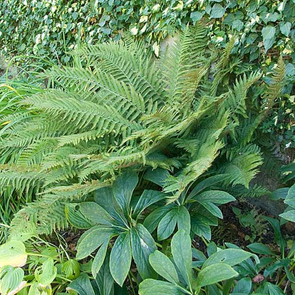 Fougère persistante - Polystichum polyblepharum