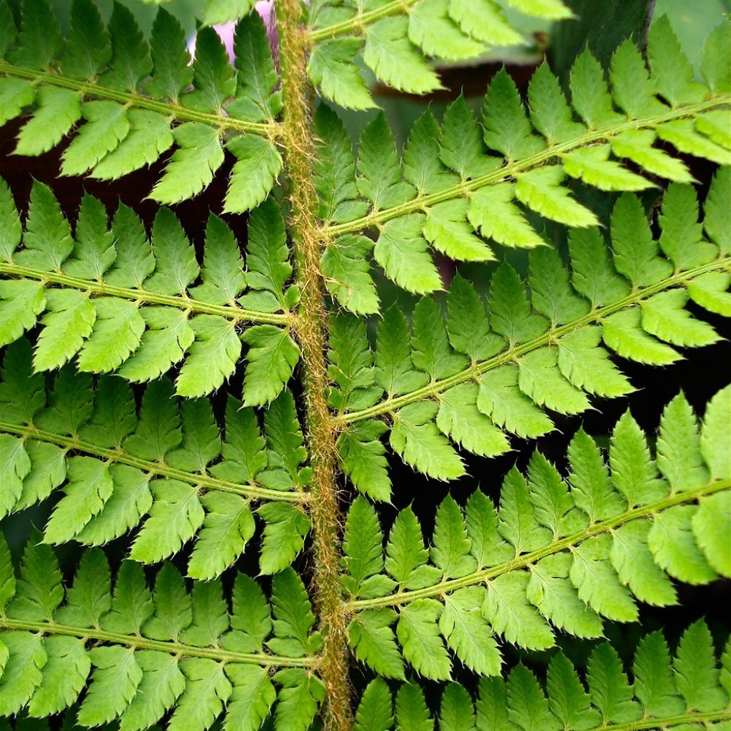 Weicher Schildfarn Herrenhausen - Polystichum setiferum