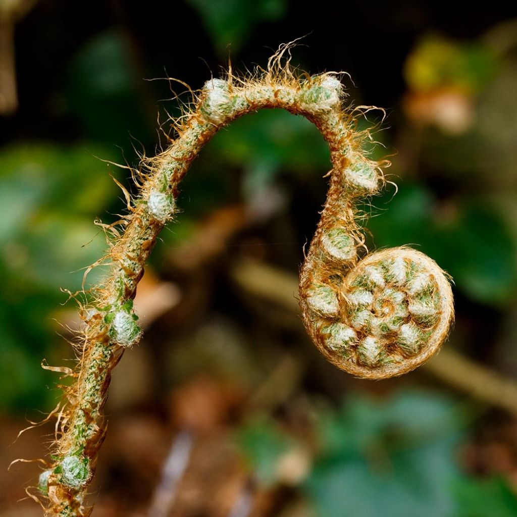 Weicher Schildfarn Herrenhausen - Polystichum setiferum