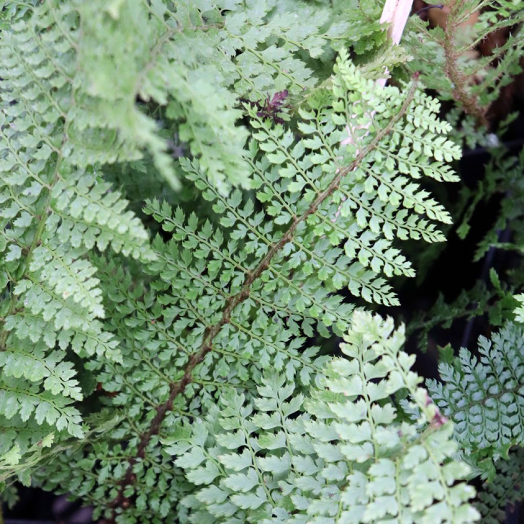 Weicher Schildfarn Herrenhausen - Polystichum setiferum