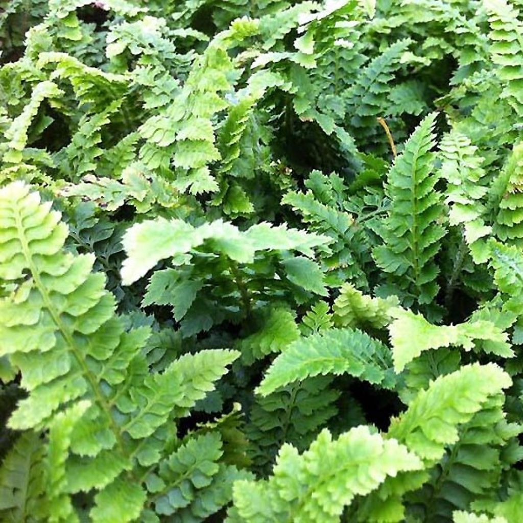 Weicher Schildfarn Congestum - Polystichum setiferum