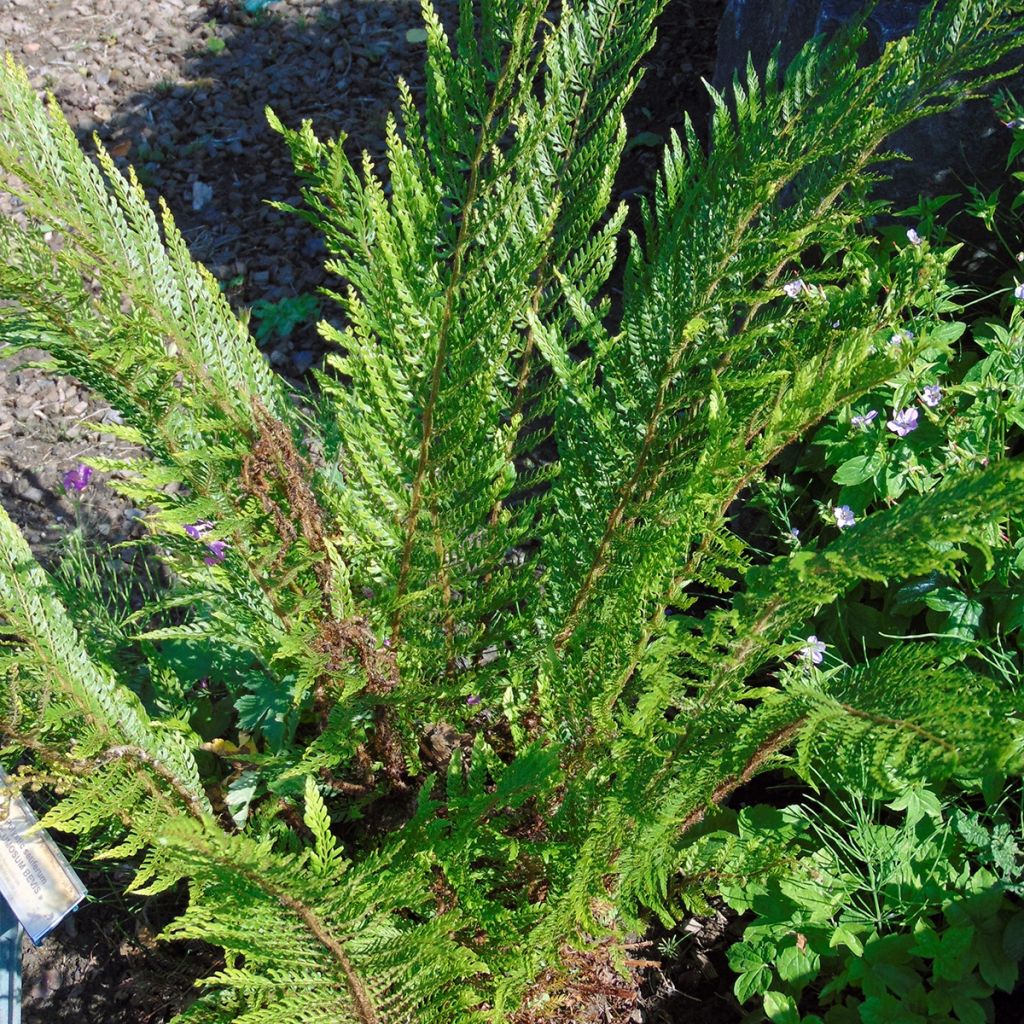 Weicher Schildfarn Plumosum Bevis - Polystichum setiferum