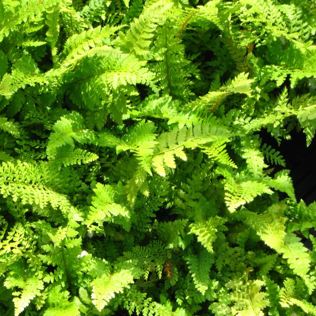 Weicher Schildfarn Proliferum Wollastonii - Polystichum setiferum