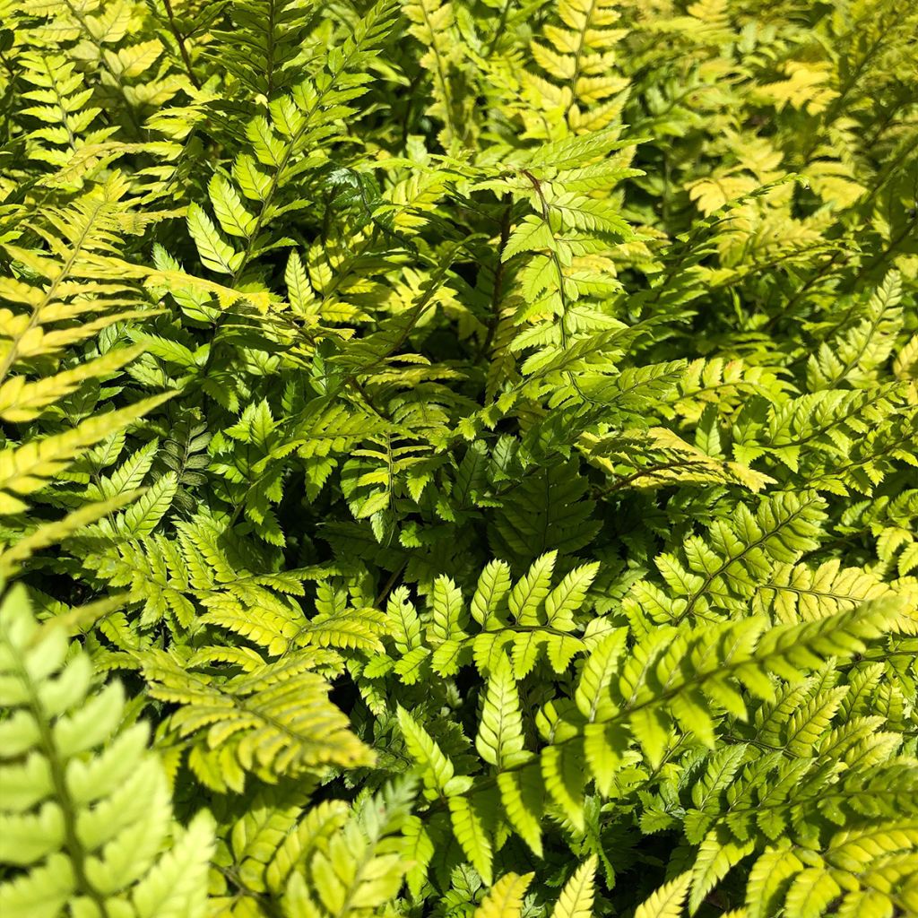 Polystichum tsus-simense - Aspidie, fougère