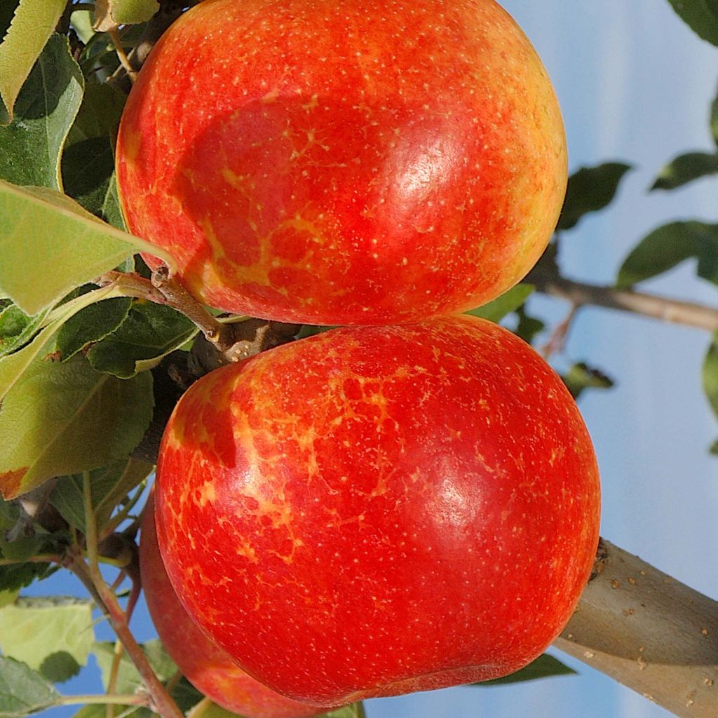 Apfelbaum Antares - Malus domestica