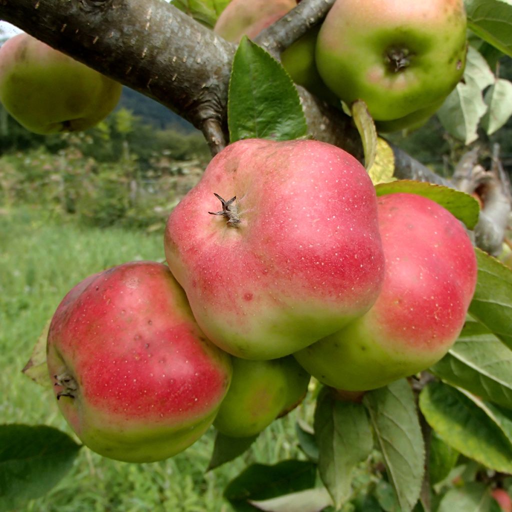 Apfelbaum Api Etoilé - Malus domestica