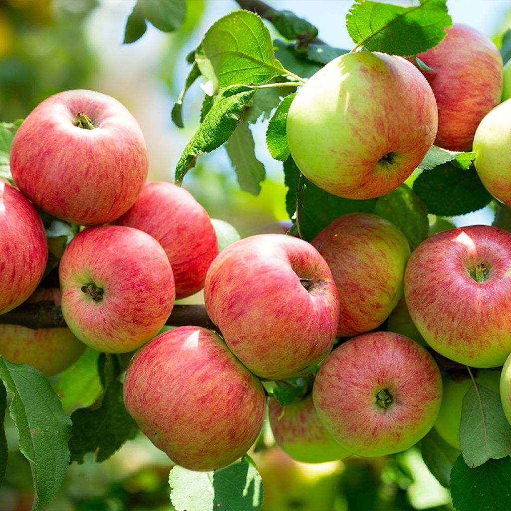 Apfelbaum Astrakan Rouge Bio - Malus domestica