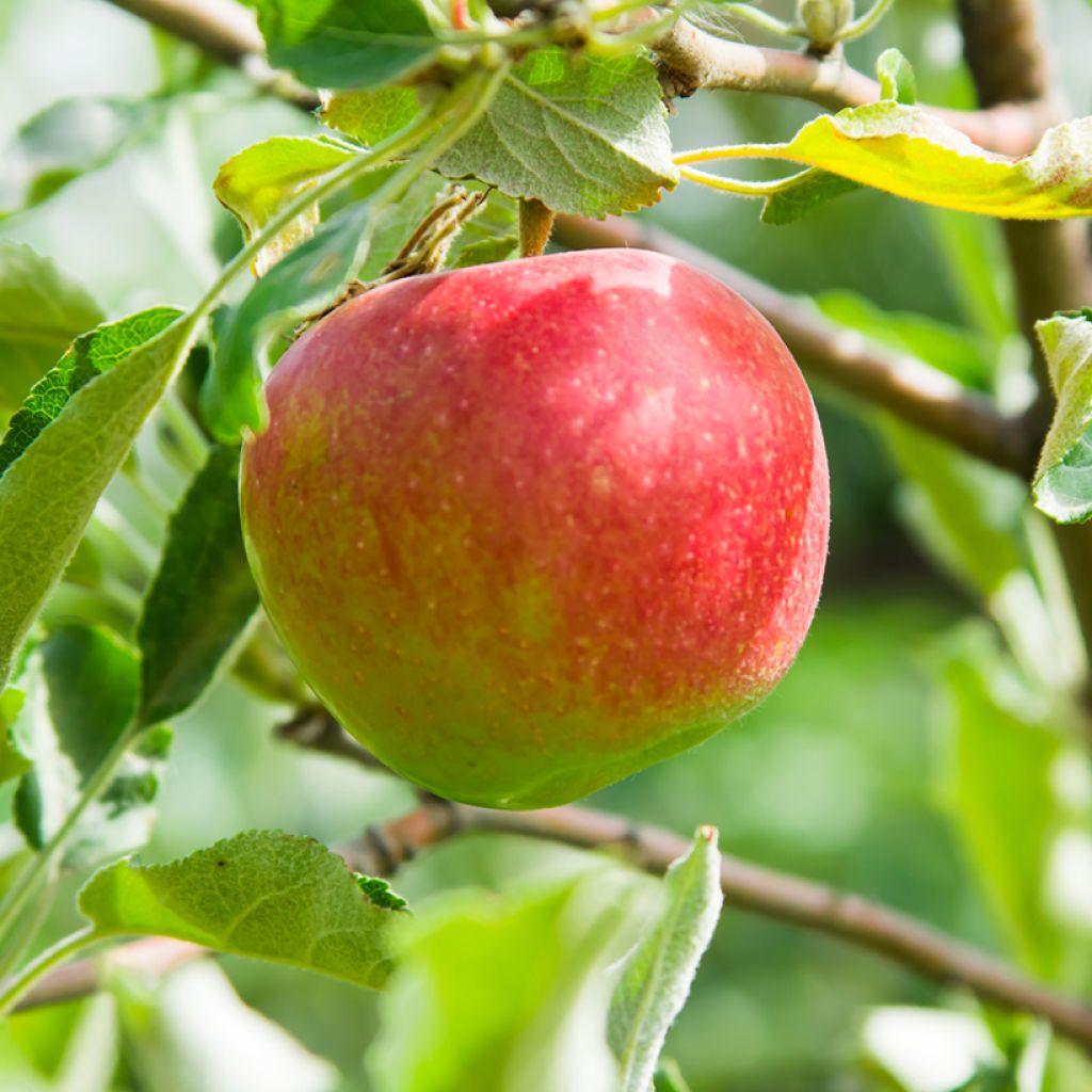 Apfelbaum Belle fille de l'Indre Bio - Malus domestica