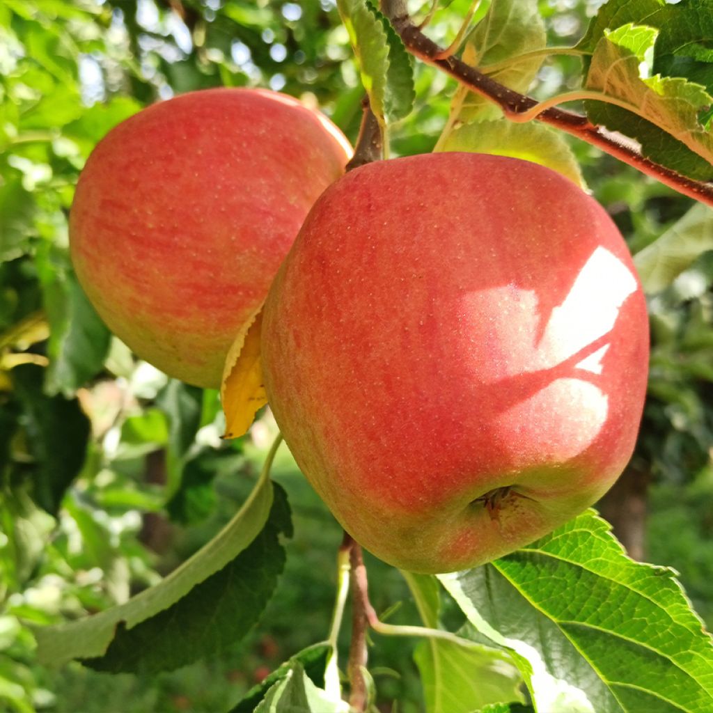 Pommier Belle fille de l'Indre