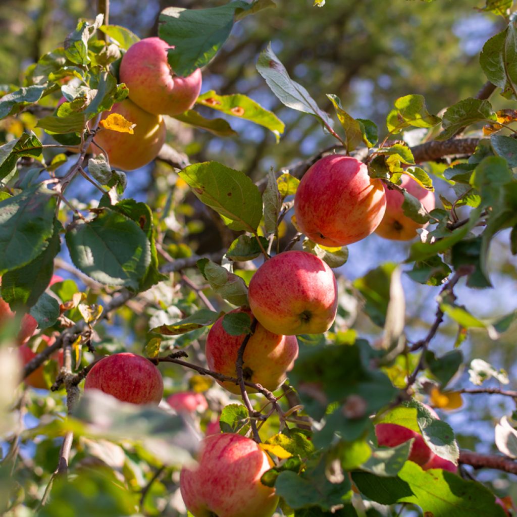 Apfelbaum Belle Fille de la Creuse Bio - Malus domestica