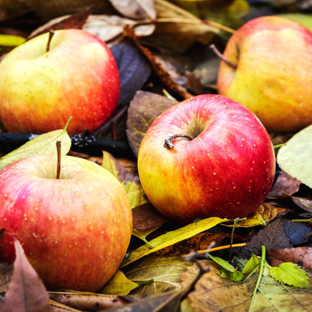 Apfelbaum Bénédictin Bio - Malus domestica