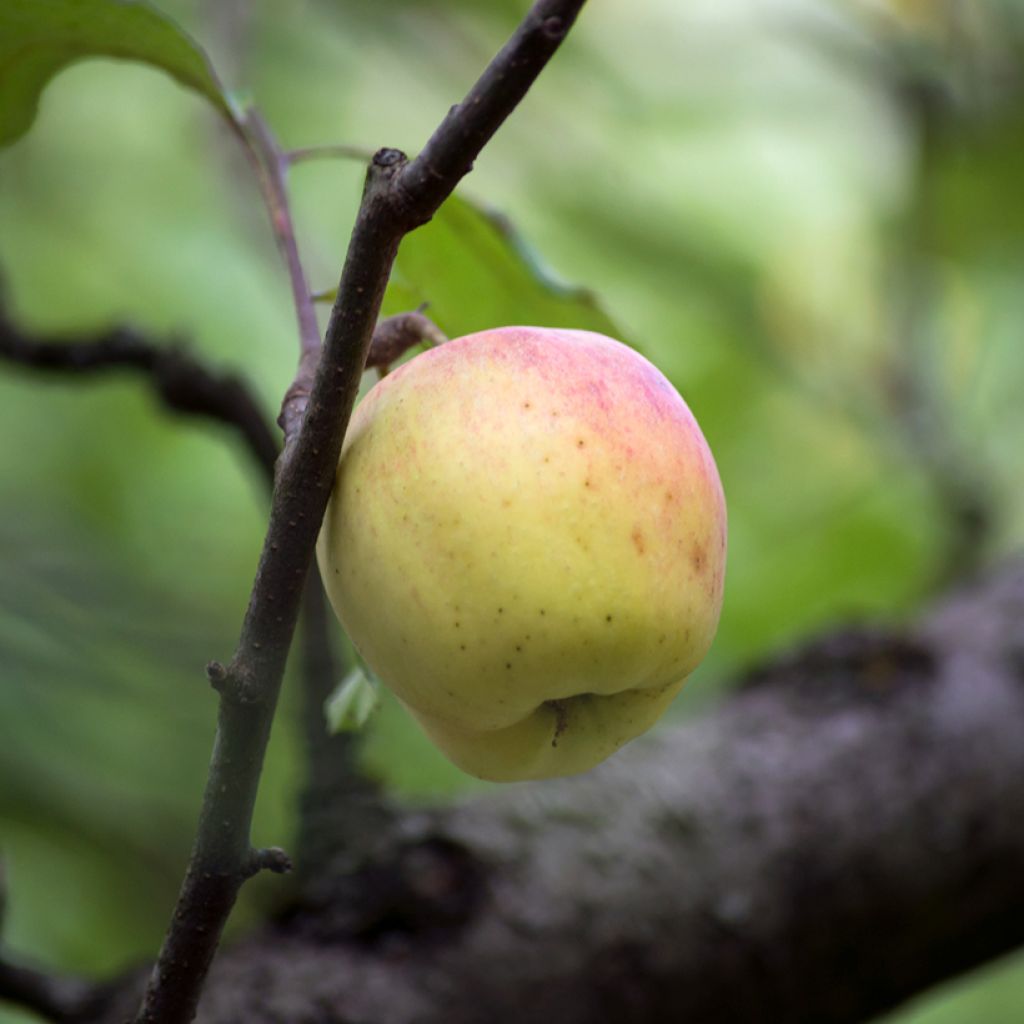 Apfelbaum Bon père - Malus domestica