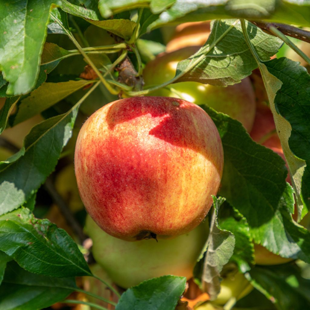 Apfelbaum Bondon Bio - Malus domestica