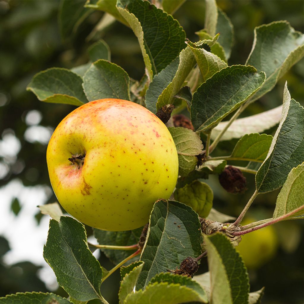 Apfelbaum Bonne Hotture - Malus domestica