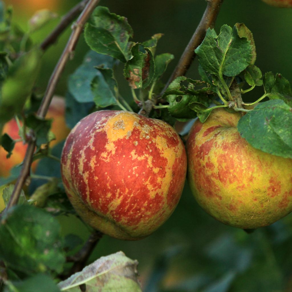 Apfelbaum Chailleux - Malus domestica