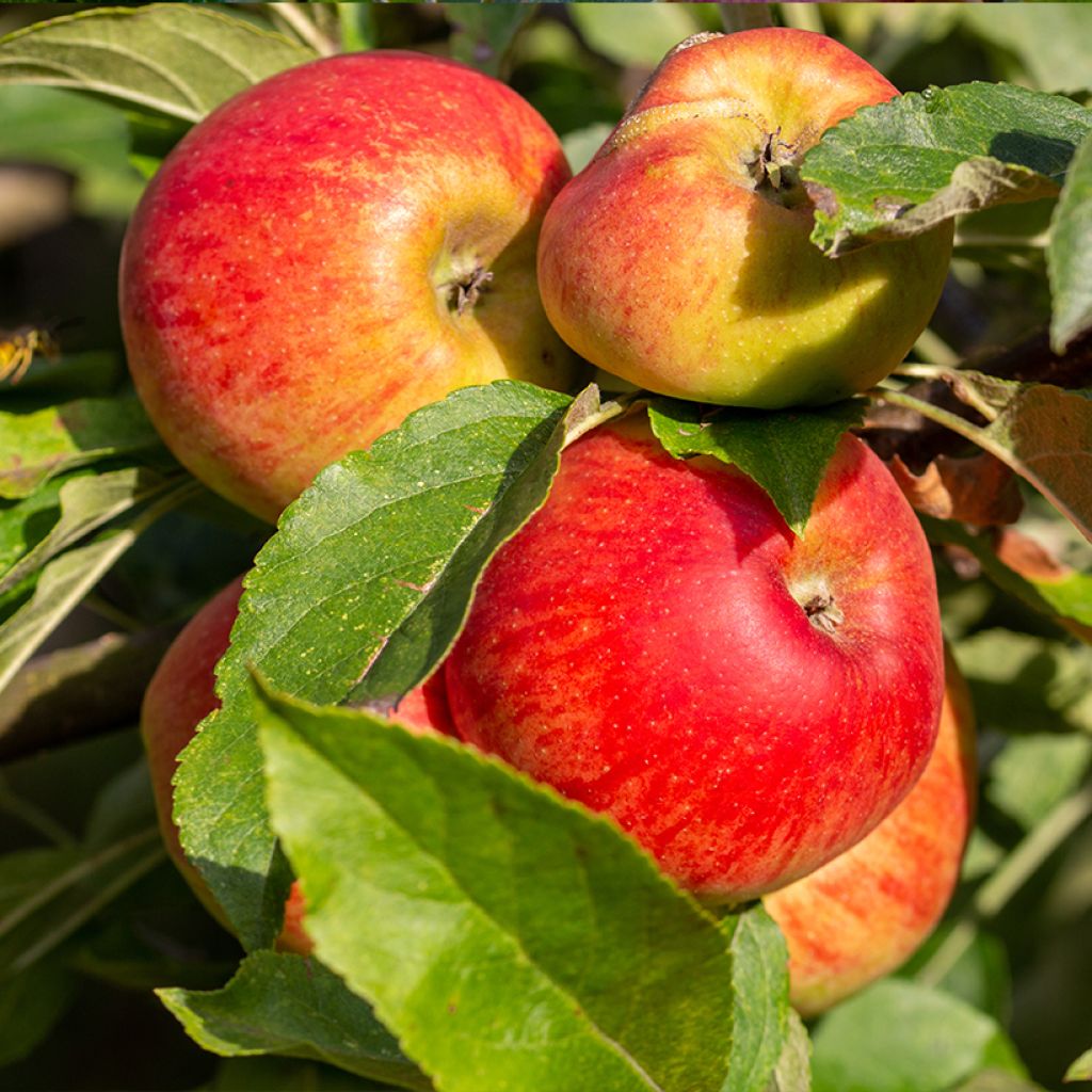 Apfelbaum Châtaignier Bio - Malus domestica