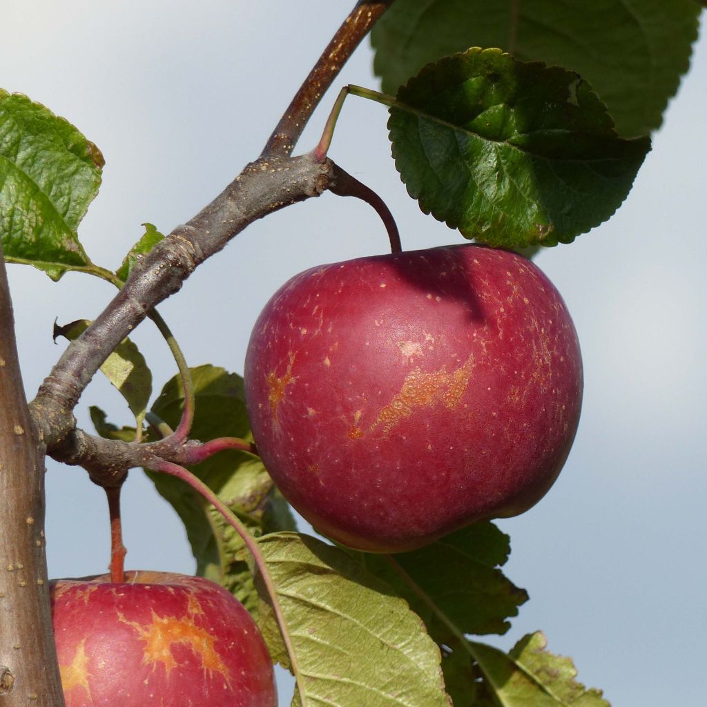 Apfelbaum Choupette - Malus domestica