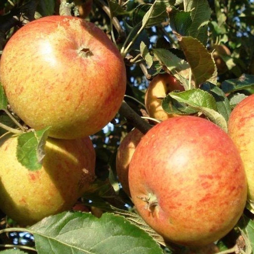 Apfelbaum Cox Orange Bio - Malus domestica