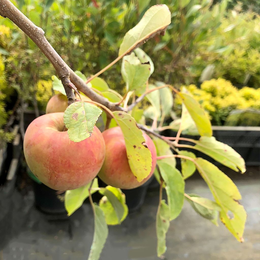 Apfelbaum Cox Orange - Malus domestica