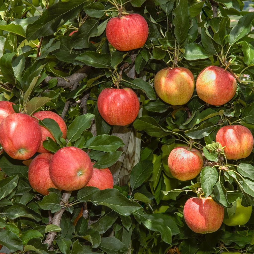 Apfelbaum Delbard Celeste deltana - Malus domestica