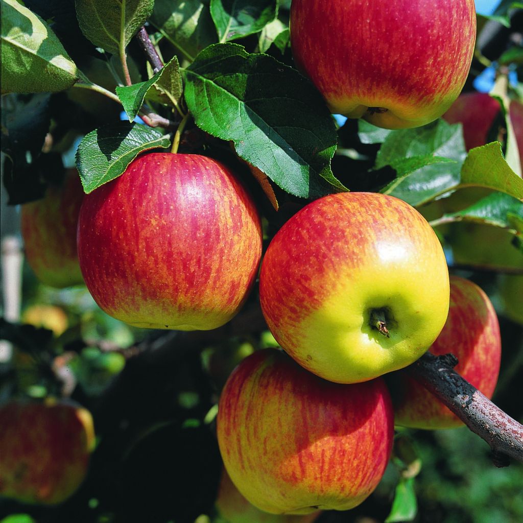 Apfelbaum Delbarestivale - Malus domestica