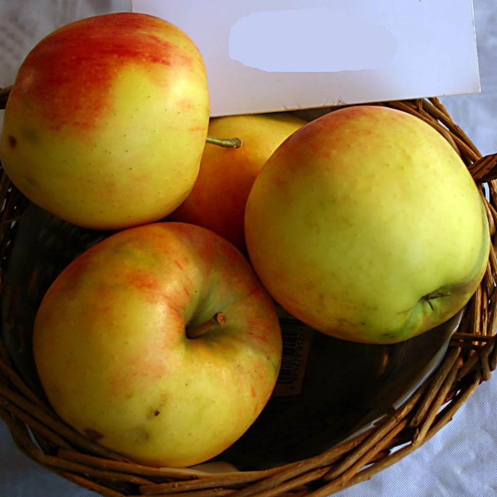 Apfelbaum Elstar - Malus domestica