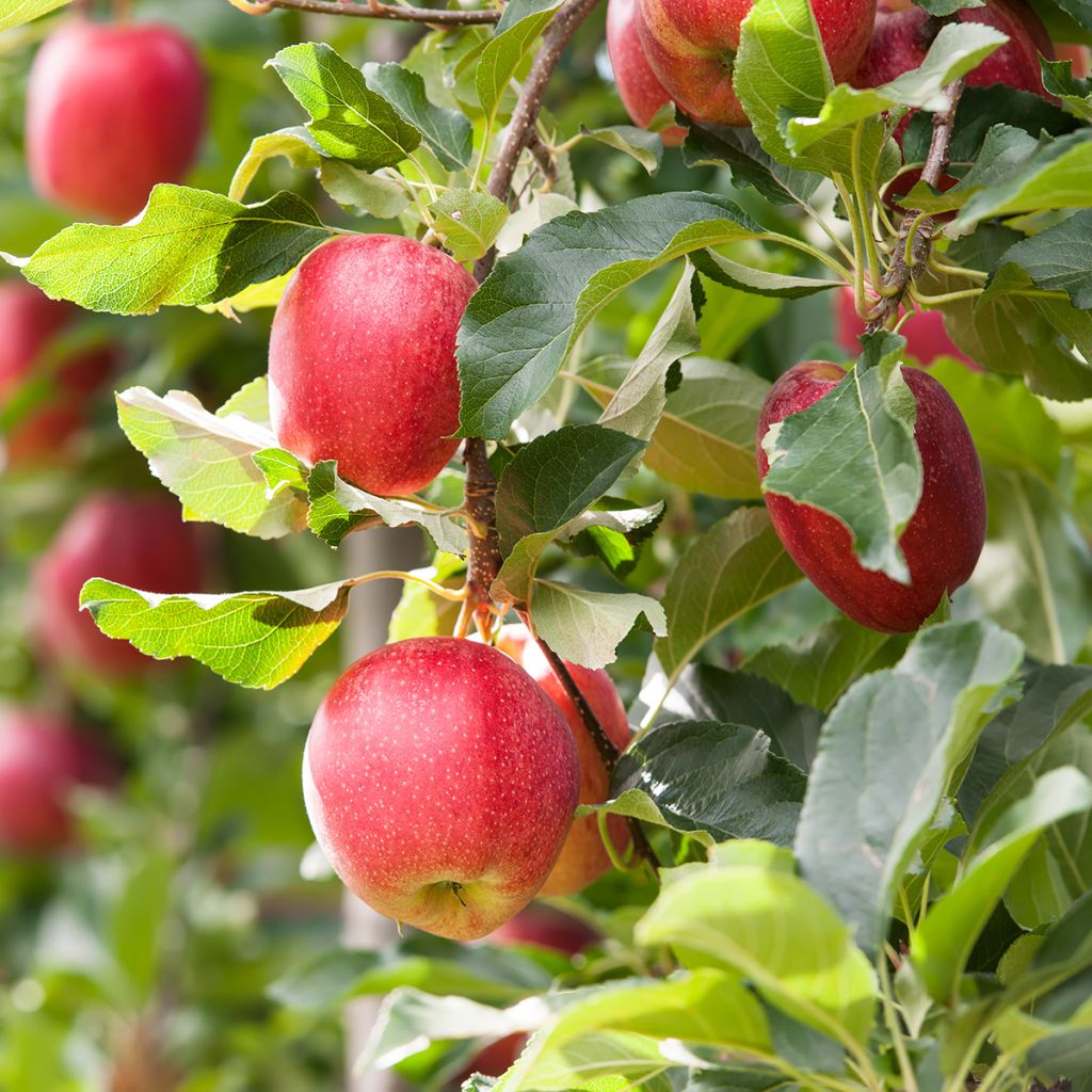 Apfelbaum Gala Bio - Malus domestica