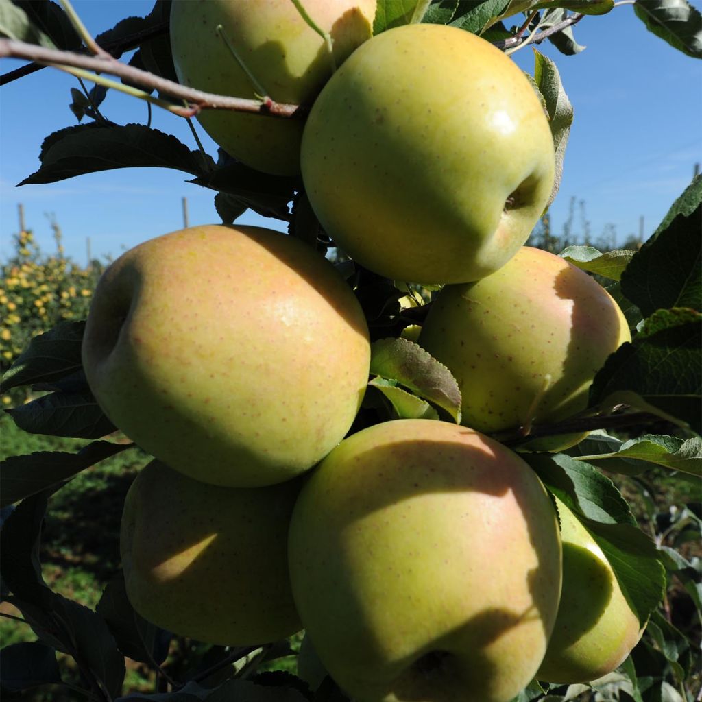 Apfelbaum Golchard - Malus domestica