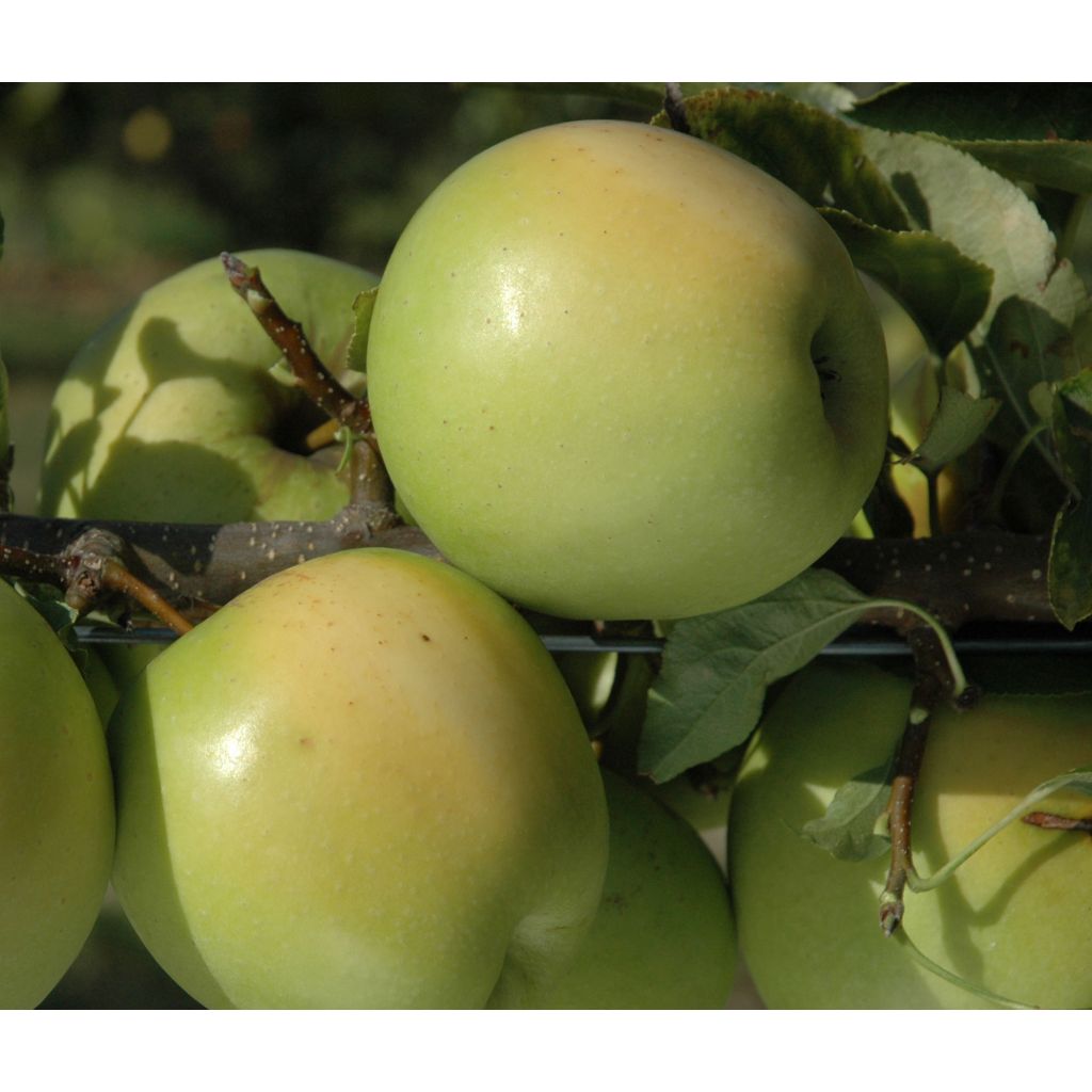 Apfelbaum Golden Delicious - Malus domestica