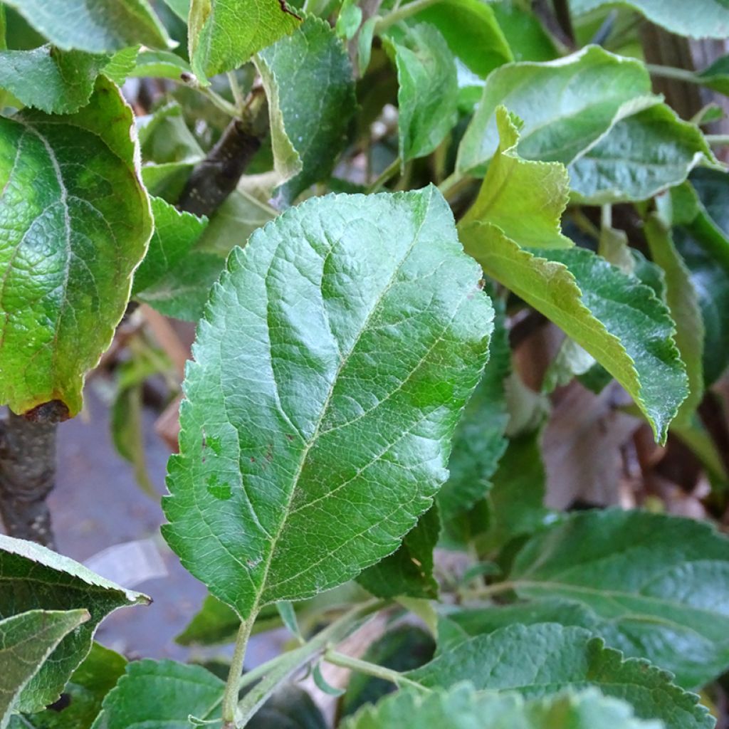 Apfelbaum Golden Delicious - Malus domestica