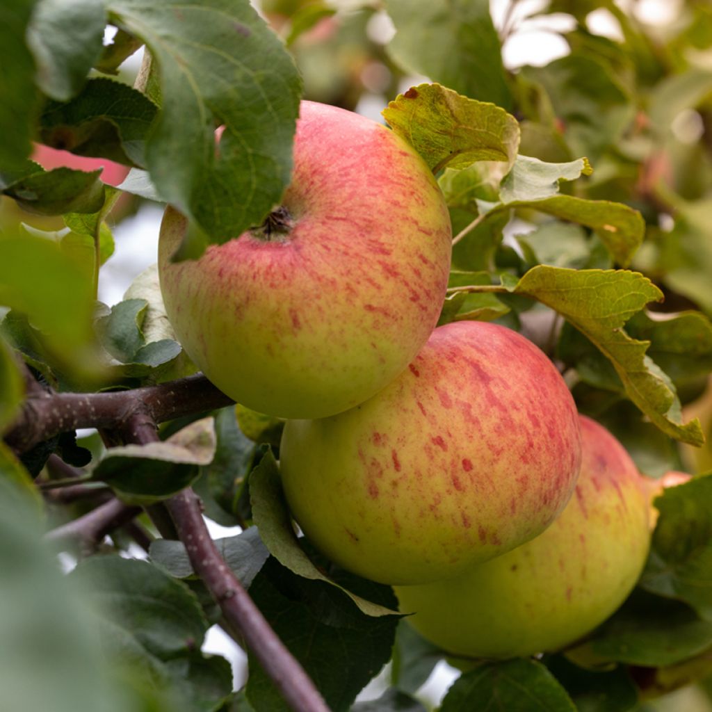 Apfelbaum Reinette Grand-mère Bio - Malus domestica