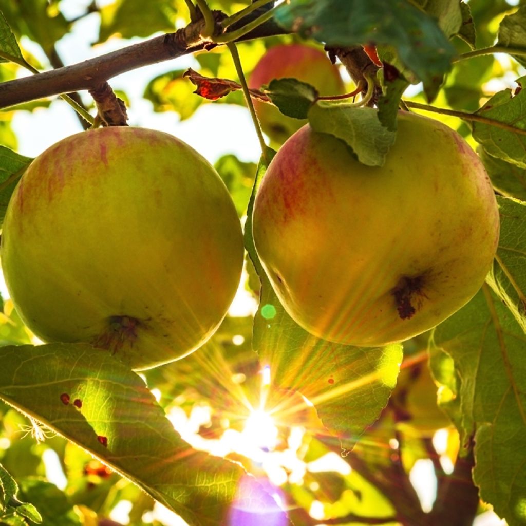 Pommier Grand-mère - Reinette Grand-mère  