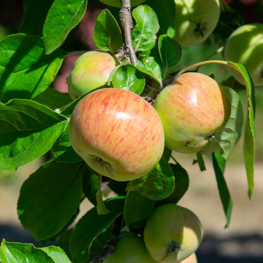 Apfelbaum Jacques Lebel - Malus domestica