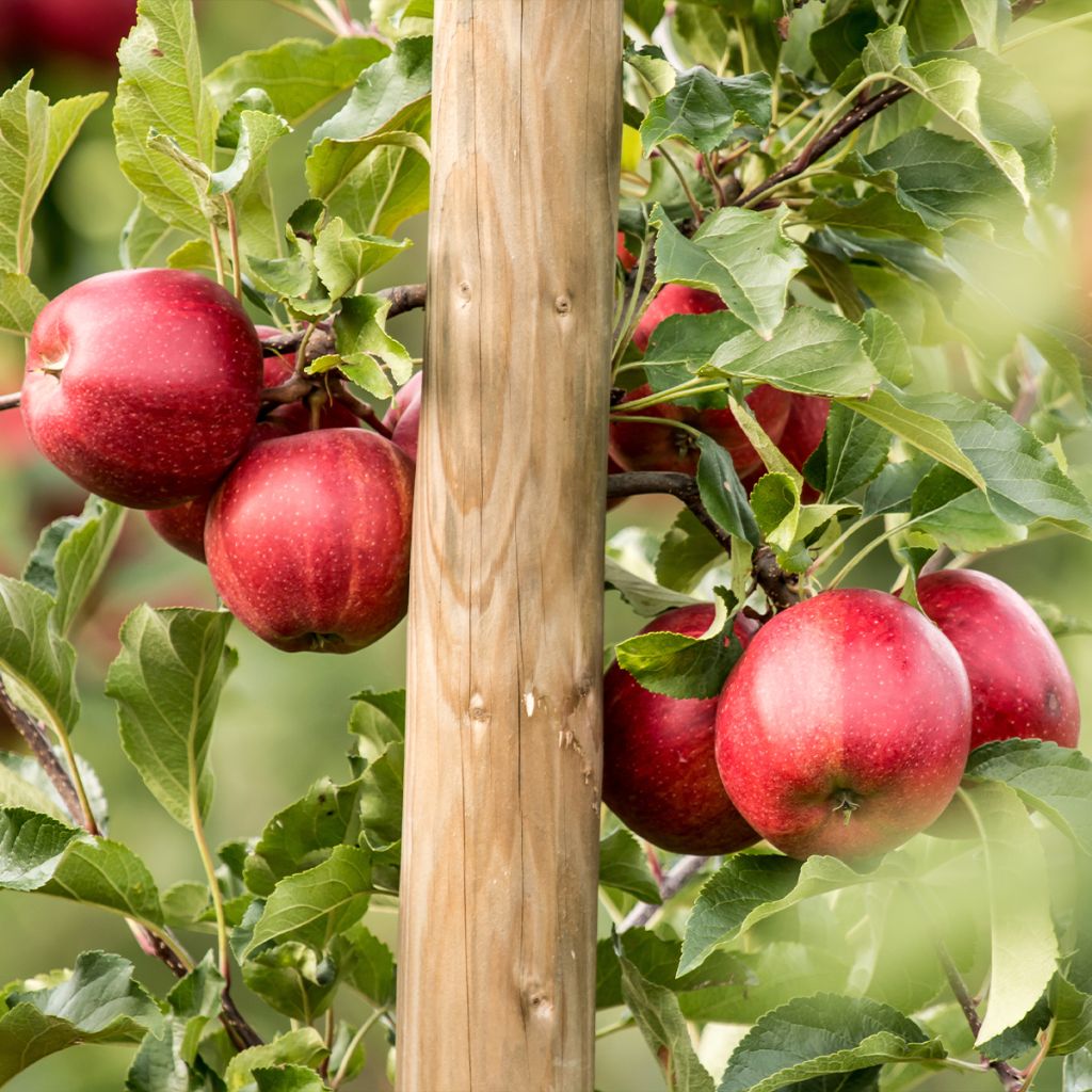 Apfelbaum Jumbo hanners - Malus domestica